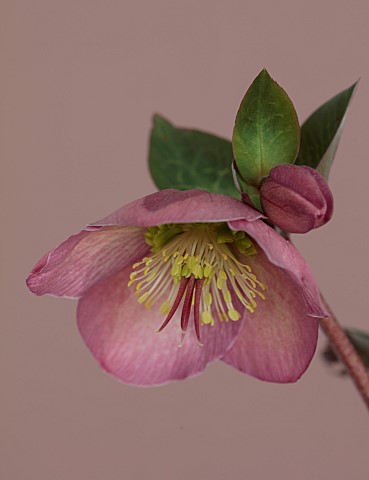 CLOSE_UP_OF_HELLEBORUS__RODNEY_DAVEY_MARBLED_GROUP__PENNYS_PINK__FROST_KISS_SERIES_FLOWERS_FLOWERING