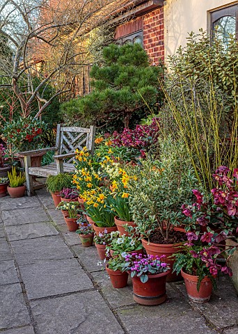 JOHN_MASSEY_PRIVATE_GARDEN_STAFFORDSHIRE_PATIO_TERRACE_CONTAINERS_SPRING_FEBRUARY_BULBS_DAFFODILS_NA