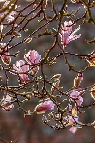 COTTESBROOKE_HALL_AND_GARDENS_NORTHAMPTONSHIRE_THE_POOL_GARDEN_MARCH_SPRING_MAGNOLIA_X_LOEBNERI_LEON