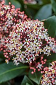WHITE, PINK FLOWERS OF SKIMMIA JAPONICA RUBELLA, EVERGREEN, SHRUBS, MARCH