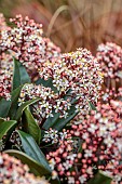 WHITE, PINK FLOWERS OF SKIMMIA JAPONICA RUBELLA, EVERGREEN, SHRUBS, MARCH