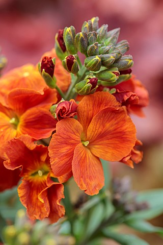 MARCH_WALLFLOWERS_SCENT_SCENTED_FRAGRANT_ORANGE_FLOWERS_BLOOMS_OF_ERYSIMUM_WINTER_SPICE