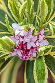 PINK, WHITE FLOWERS, BLOOMS OF DAPHNE ODORA REBECCA, FRAGRANT, SCENTED, MARCH
