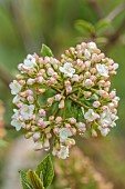 WHITE, PINK FLOWERS, BLOOMS OF VIBURNUM X BURKWOODII PARK FARM HYBRID, SHRUBS, MARCH, FRAGRANT, SCENTED