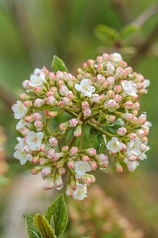 WHITE_PINK_FLOWERS_BLOOMS_OF_VIBURNUM_X_BURKWOODII_PARK_FARM_HYBRID_SHRUBS_MARCH_FRAGRANT_SCENTED