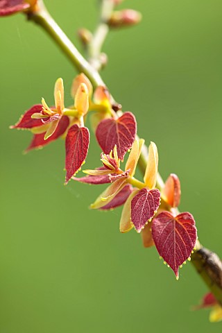 EMERGING_BUDS_LEAVES_FOLIAGE_OF_TILIA_ENDOCHRYSEA_LEAVES_RED_PURPLE_MARCH_CHINESE_LIME_TREES