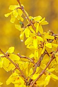 NATIONAL COLLECTION OF FORSYTHIA: MARCH, YELLOW FLOWERS, BLOOMS OF FORSYTHIA, SHRUBS, DECIDUOUS, FORSYTHIA GOLDEN NUGGET