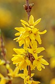 NATIONAL COLLECTION OF FORSYTHIA: MARCH, YELLOW FLOWERS, BLOOMS OF FORSYTHIA, SHRUBS, DECIDUOUS, FORSYTHIA X INTERMEDIA PRIMULINA