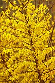NATIONAL COLLECTION OF FORSYTHIA: MARCH, YELLOW FLOWERS, BLOOMS OF FORSYTHIA, SHRUBS, DECIDUOUS, FORSYTHIA X INTERMEDIA WEEK END