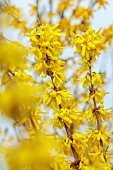 NATIONAL COLLECTION OF FORSYTHIA: MARCH, YELLOW FLOWERS, BLOOMS OF FORSYTHIA, SHRUBS, DECIDUOUS, FORSYTHIA X INTERMEDIA SPRING GLORY