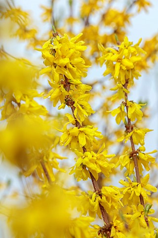 NATIONAL_COLLECTION_OF_FORSYTHIA_MARCH_YELLOW_FLOWERS_BLOOMS_OF_FORSYTHIA_SHRUBS_DECIDUOUS_FORSYTHIA