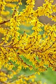 NATIONAL COLLECTION OF FORSYTHIA: MARCH, YELLOW FLOWERS, BLOOMS OF FORSYTHIA, SHRUBS, DECIDUOUS, FORSYTHIA X INTERMEDIA LYNWOOD, AGM