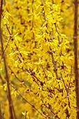 NATIONAL COLLECTION OF FORSYTHIA: MARCH, YELLOW FLOWERS, BLOOMS OF FORSYTHIA, SHRUBS, DECIDUOUS, FORSYTHIA X INTERMEDIA SPRING GLORY