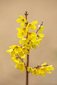 NATIONAL COLLECTION OF FORSYTHIA: MARCH, YELLOW FLOWERS, BLOOMS OF FORSYTHIA, SHRUBS, DECIDUOUS, FORSYTHIA JAPONICA