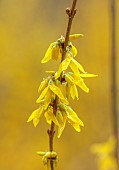 NATIONAL COLLECTION OF FORSYTHIA: MARCH, YELLOW FLOWERS, BLOOMS OF FORSYTHIA, SHRUBS, DECIDUOUS, FORSYTHIA GOLDEN TIMES