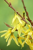 NATIONAL COLLECTION OF FORSYTHIA: MARCH, YELLOW FLOWERS, BLOOMS OF FORSYTHIA, SHRUBS, DECIDUOUS, FORSYTHIA X INTERMEDIA PALE