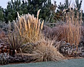 FROSTED BORDER WITH PHORMIUMS MISCANTHUS SP ARTEMISIA POWIS CASTLE PENNISETUM ALOPECUROIDES CORTADERIA PUMILA THE OLD VICARAGE  NORFOLK.