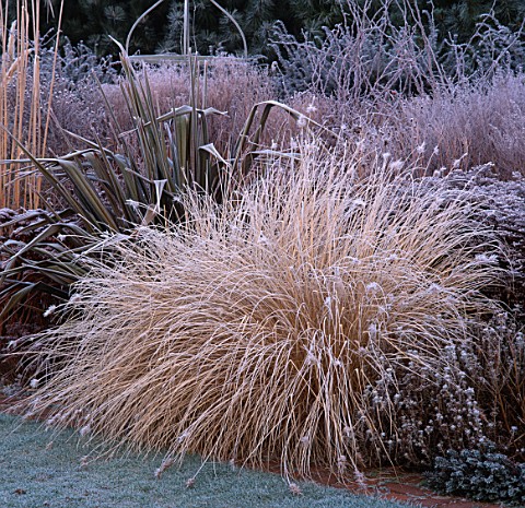 GRASS_BORDER_IN_FROST_PHORMIUM__PENNISETUM_ALOPECUROIDES_THE_OLD_VICARAGE__NORFOLK