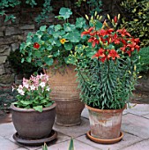 GROUP OF POTS CONTAINING MIXED NASTURTIUMS  ORIENTAL LILY RED JEWEL & NICOTIANA.  MRS DYMOCK  STREATLEY