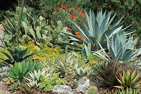 CACTI__AGAVE_CHIAPENSIS_AGAVE_AMERICANA_AND_HECHTIA_SP_STRYBING_ARBORETUM_SAN_FRANCISCO