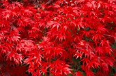 DETAIL OF BRILLIANT RED JAPANESE MAPLE LEAVES