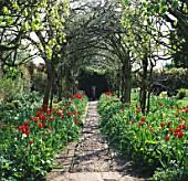 SPRING: BRIGHT RED TULIPS APELDOORN LINE COBBLED PATH RUNNING THROUGH THE LABURNUM TUNNEL/ARCH. BARNSLEY HOUSE GARDEN  GLOUCESTERSHIRE