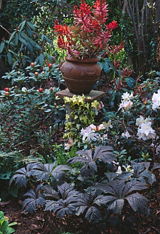 RODGERSIAS_IN_EVENING_SHADE_SURROUND_IVY_COVERED_PEDESTAL_WITH_TERRACOTTA_URN_LAKEMOUNT__COCORK