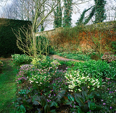 HELLEBORES_BESIDE_GRAVEL_PATH_AT_THE_OLD_RECTORY__BURGHFIELD__BERKSHIRE