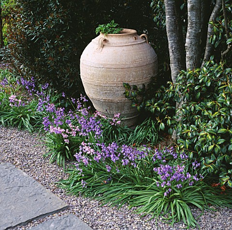 LARGE_TERRACOTTA_URN_STANDS_AMONGST_BLUEBELLS__CAMELLIA_BESIDE_STEPPING_STONE_PATH_LAKEMOUNT__COCORK