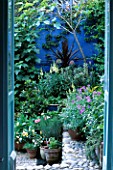 VIEW THROUGH FRENCH WINDOWS INTO ANN FRITHS SMALL COURTYARD GARDEN. NEPETA  ALLIUMS & LUPINS IN CONTAINERS   FIG TREE IN BACKGROUND.