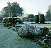FROSTY MORNING AT BARNSLEY HOUSE  GLOUCS. CYLINDRICAL YEWS STAND BEHIND A FROST COVERED JUNIPERUS X MEDIA PFITZERIANA