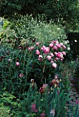 PAEONIA BOWL OF BEAUTY AND CRAMBE CORDIFOLIA EASTGROVE COTTAGE WORCESTER