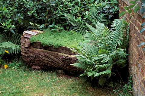 CAMOMILE_SEAT_MADE_FROM_THE_FELLED_TRUNK_OF_A_THUJA__WITH_WILD_FERNS_GROWING_ALONGSIDE_LITTLE_COURT_