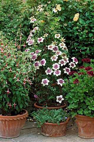 CONTAINERS_WITH_FUCHSIACHECKBOARD__CLEMATIS_FLORIDA_SIEBOLDII__PELARGONIUMLORD_BUTE_THE_GARDEN_HOUSE