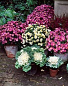 CHRYSANTHEMUMS & ORNAMENTAL CABBAGES GROUPED IN TERRACOTTA CONTAINERS IN MRS ADAMS LONDON GARDEN/DESIGN ANTHONY NOEL