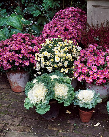 CHRYSANTHEMUMS__ORNAMENTAL_CABBAGES_GROUPED_IN_TERRACOTTA_CONTAINERS_IN_MRS_ADAMS_LONDON_GARDENDESIG
