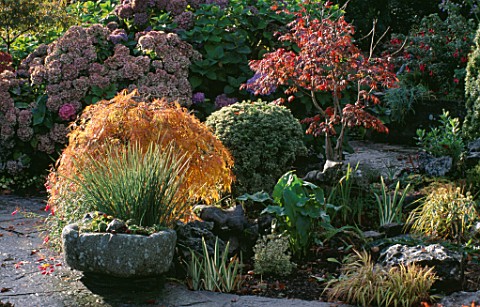 STONE_TROUGH_AND_POND_WITH_ACER_DISSECTUM_AND_HYDRANGEAS__LAKEMOUNT__GLANMIRE__EIRE