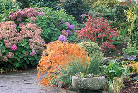 STONE_TROUGH_AND_POND_WITH_ACER_DISSECTUM_AND_HYDRANGEAS__LAKEMOUNT__GLANMIRE__EIRE