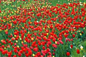 DRIFTS OF RED AND YELLOW TULIPS IN THE GARDENS OF MAINAU  LAKE CONSTANCE.