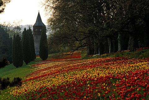 COLOURFUL_DRIFTS_OF_RED__YELLOW_TULIPS_ALONG_THE_TULIP_WALK__LEADING_TO_THE_SWEDEN_TOWER_GARDENS_OF_