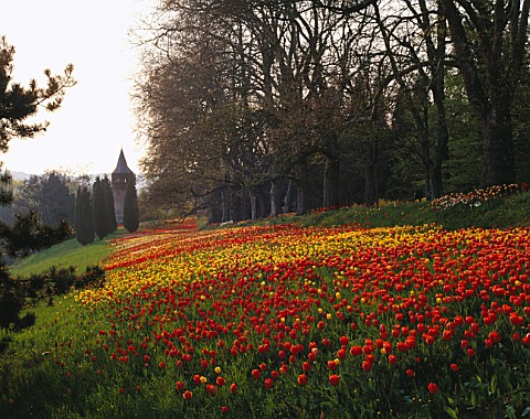 COLOURFUL_DRIFTS_OF_RED__YELLOW_TULIPS_ALONG_THE_TULIP_WALK__LEADING_TO_THE_SWEDEN_TOWER_GARDENS_OF_