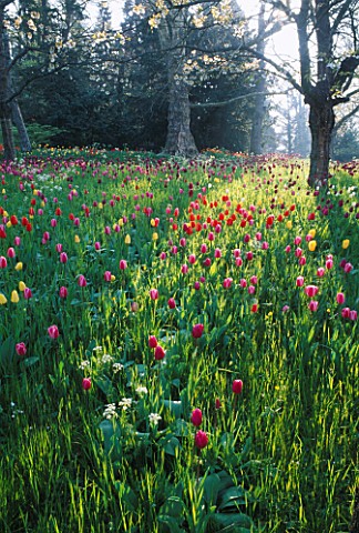MEADOW_PLANTING_OF_TULIPS_GROWING_UNDER_TREES_IN_THE_GARDENS_OF_MAINAU__LAKE_CONSTANCE