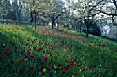 MEADOW PLANTING OF TULIPS GROWING UNDER TREES IN THE GARDENS OF MAINAU  LAKE CONSTANCE
