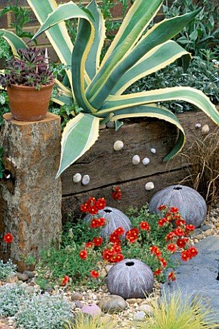 AGAVE_IN_RAISED_BED_RETAINED_BY_RAILWAY_SLEEPERS_ABOVE_HELIANTHEMUM__CERAMIC_SEA_URCHINS_BY_DENNIS_F