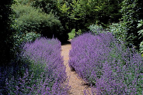 GRAVEL_PATH_LINED_WITH_NEPETA_SIX_HILLS_GIANT__HADSPEN_GARDENS__SOMERSET