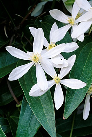 DETAIL_OF_FLOWERS_OF_CLEMATIS_ARMANDII_APPLE_BLOSSOM