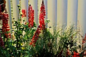 RED LUPINS GROW AGAINST PAINTED WOODEN FENCE IN THE GOOD LIFE GARDEN DESIGNED BY H.M.P. LEYHILL. HAMPTON COURT 97