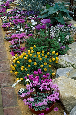 ALPINES_INCLUDING_CYCLAMEN_AND_ERANTHIS_HYEMALIS_WINTER_ACONITE_GROWING_IN_TERRACOTTA_POTS_IN_THE_AL