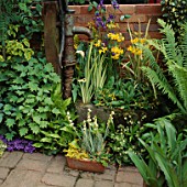 WATER FEATURE: OLD PUMP SURROUNDED BY ZANTEDESCHIAS  IRISES  PRIMULA BULLEYANA AND FERNS (YELLOW/BLUE THEME)