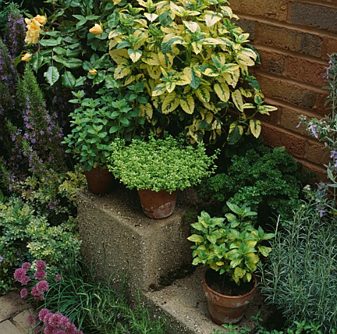 CONTAINERS_OF_HERBS_ON_STEPS_AT_CHELSEA_1993_MONK_SHERBORNE_HORTICULTURAL_SOCIETY
